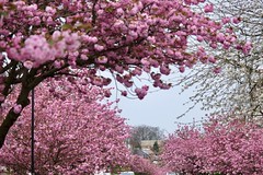 Cherry Blossoms 2024 II