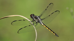Bar-winged Skimmer (immature male)- Aripeka Sandhills Preserve