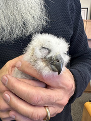 Great Horned Owlet Rescue