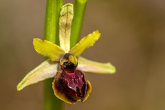 Orchideen Deutschland