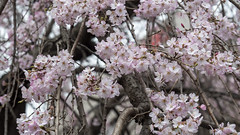 Sakuras en fleurs
