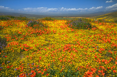 Beautiful Views Antelope Valley California Poppy Reserve California Superbloom Wildflowers Elliot McGucken Fine Art Landscape Nature Photography California Mojave Desert Scenery !