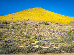Pacific Crest Trail Walker Pass PCT Yellow Wildflowers Superbloom Joshua Trees Fine Art Landscape Photography -- Desert Gold Flowers Super Bloom! Elliot McGucken California Desert American Southwest Nature Photography