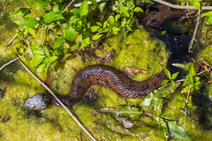 Water Moccasin (1)