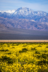 Death Valley National Park Snow-capped Telescope Mountain Peak Yellow Wildflowers Superbloom Fine Art Landscape Photography -- Desert Gold Flowers Super Bloom! Elliot McGucken California Desert American Southwest Nature Photography