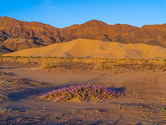 Desert Sand Verbena Remote Ibex Sand Dunes Death Valley NPS Medium Format Fuji GFX100s Photograhy 20-35mm GF F/4 Lens! American Desert Southwest California Dr. Elliot McGucken Death Valley National Park Scenic View Dunes Fine Art Landscape