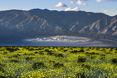 Death Valley National Park Panamint Sand Dunes Yellow Wildflowers Superbloom Fine Art Landscape Photography -- Desert Gold Flowers Super Bloom! Elliot McGucken California Desert American Southwest Nature Photography