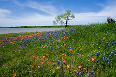 Spring in Texas