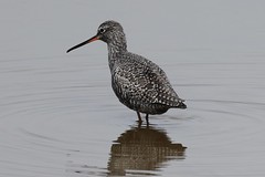 SPOTTED REDSHANK