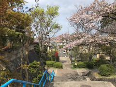 Sakura 2024, Asukano @Nara,Apr2024