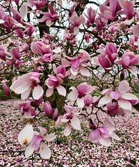 Winterthur Spring Blooms 04-12-24