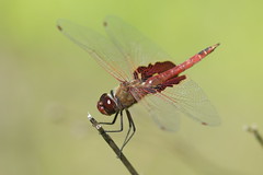 Red Saddlebags (male)- Beacon Woods Pond