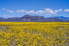 Beautiful Springtime Views Desert Gold Flowers California Superbloom Wildflowers Elliot McGucken Fine Art Landscape Nature Photography California Mojave Desert Scenery American Southwest !