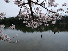 Sakura 2024, Kurondo-ike Pond @Nara,Apr2024