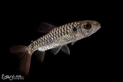 Chalceidae (Tucanfish)