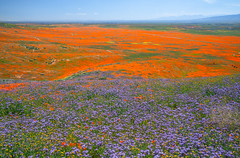 Beautiful Spring Views Antelope Valley California Poppy Reserve California Superbloom Wildflowers Elliot McGucken Fine Art Landscape Nature Photography California Mojave Desert Scenery American Southwest !