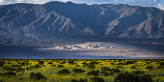 Death Valley National Park Panamint Valley Panamint Mountains Yellow Wildflowers Superbloom Fine Art Landscape Photography -- Desert Gold Flowers Super Bloom! Elliot McGucken California Desert American Southwest Nature Photography