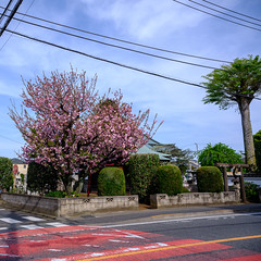 double-cherry-blossoms-at-kotohira-shrine_150424