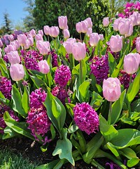 Longwood Tulips 04-15-24