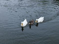 Three Ducks (Two Ducks & One Mallard), Kurondo-ike Pond @Nara,Feb,Mar,Apr2024