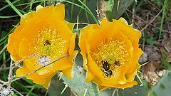 Bees inside cactus flowers.