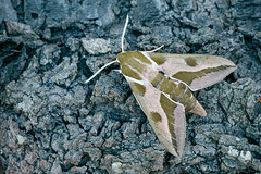 Spurge Hawk-moth - Hyles euphorbiae