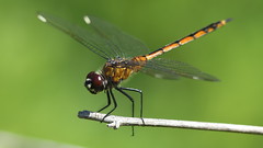 Four-spotted Pennant (female)- Beacon Woods Pond