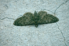 Eupithecia cocciferata