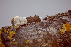 Trichophaga bipartitella