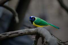 Colombian National Aviary