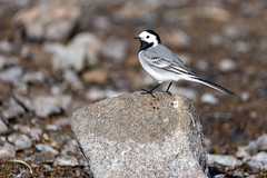 White wagtail.