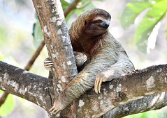Costa Rica Wildlife 2024