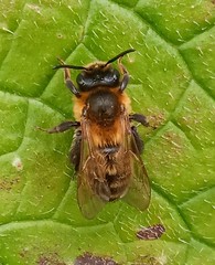 British Wasps and Bees