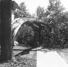 Split Tree - Sidewalk