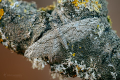 Eupithecia oxycedrata