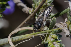 Andrena solenopalpa