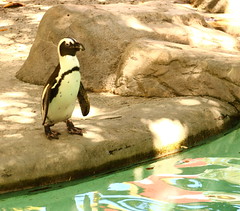 Lowry Park Zoo Tampa FL Adelaide Penguin