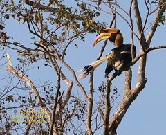 Bird Families: Hornbills (Bucerotidae)