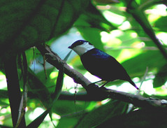 Colombia Pipridae