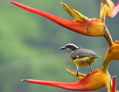 Colombia Coerebidae