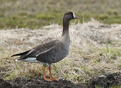Dverggås (Lesser White-fronted Goose)