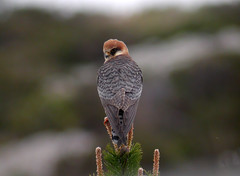 Aftenfalk (Red-footed Falcon)