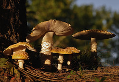 Fungi/Mushrooms