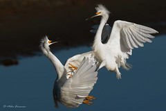 Dueling Egrets