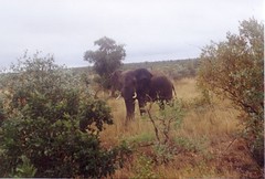 Safari Tour Kruger / Kapama & zurück nach Johannesburg