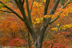 Fall Color at UC Botanical Garden 