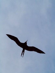 Puerto Vallarta Birds 2012