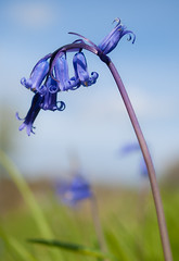 French Bluebell