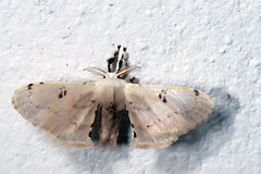 Bombycidae, Thailand