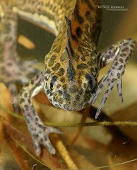 Caudata - Tailed amphibians